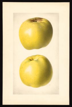 POM00000990 by Unknown, Charlottesville