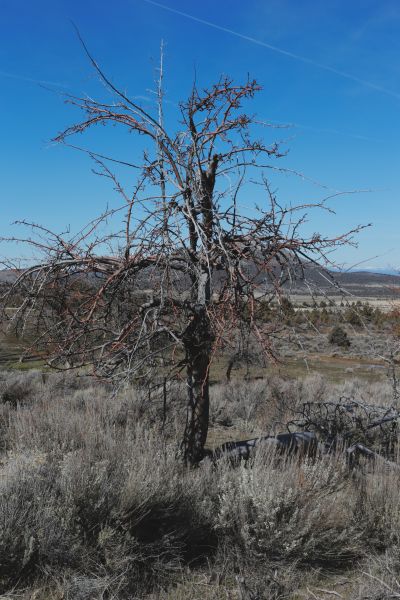 File:Tree Cyrus 22.JPG