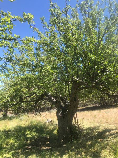 File:Tree McCoin Lower 78.jpg