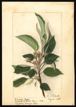 USDA Pomological Watercolor by Schutt, Ellen Isham (Patuxent, Anne Arundel, Maryland)