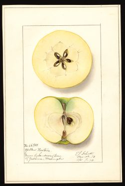 POM00000741 by Schutt, Ellen Isham, Yakima