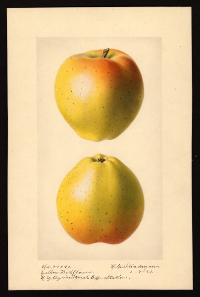 File:USDA Pomological Yellow Bellflower POM00000873.jpg