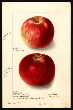USDA Pomological Watercolor by Schutt, Ellen Isham (Syracuse, Onondaga, New York)