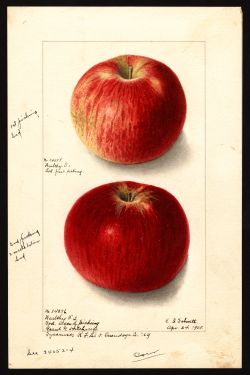 POM00003505 by Schutt, Ellen Isham, Syracuse