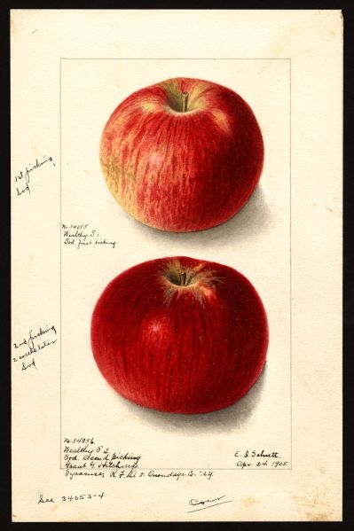 File:USDA Pomological Wealthy POM00003505.jpg