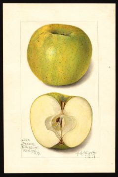 USDA Pomological Watercolor by Newton, Amanda Almira (Raleigh, Wake, North Carolina)