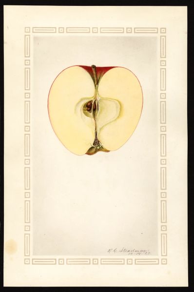 File:USDA Pomological Red Delicious POM00002008.jpg