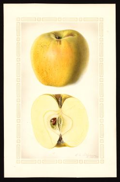 POM00000531 by Steadman, Royal Charles b.