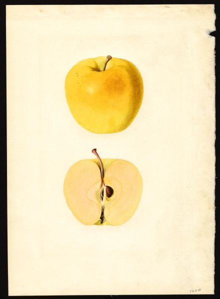 File:USDA Pomological Golden Delicious POM00002075.jpg