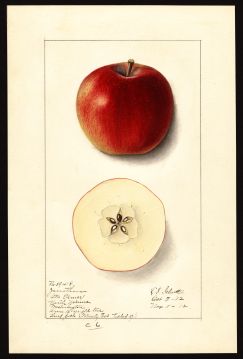 USDA Pomological Watercolor by Schutt, Ellen Isham (Yakima, Yakima, Washington)