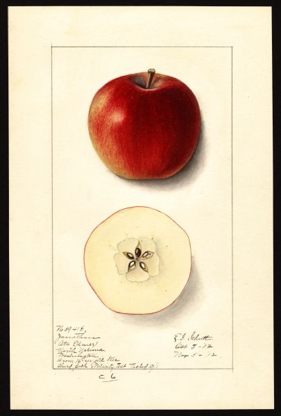 File:USDA Pomological Jonathan POM00000534.jpg