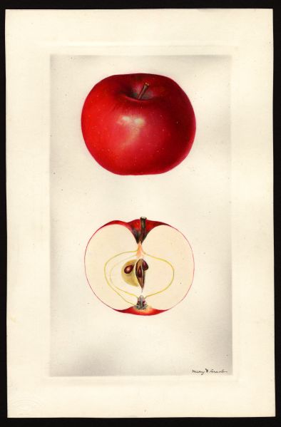 File:USDA Pomological McIntosh POM00002848.jpg