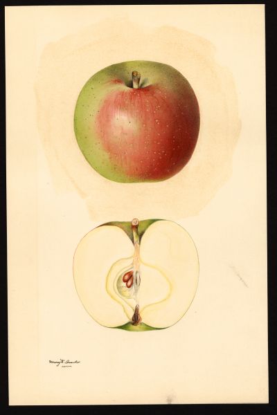 File:USDA Pomological Stark POM00003196.jpg