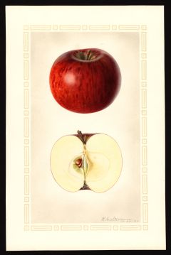 USDA Pomological Watercolor by Steadman, Royal Charles (Waterford, Oxford, Maine)