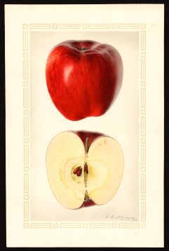 USDA Pomological Watercolor by Steadman, Royal Charles (Hood River, Hood River, Oregon)