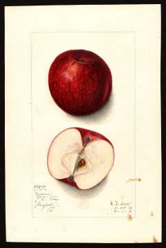 USDA Pomological Watercolor of Missouri Pippin