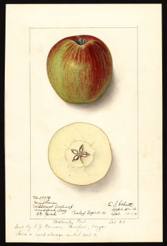 USDA Pomological Watercolor by Schutt, Ellen Isham (Medford, Jackson, Oregon)