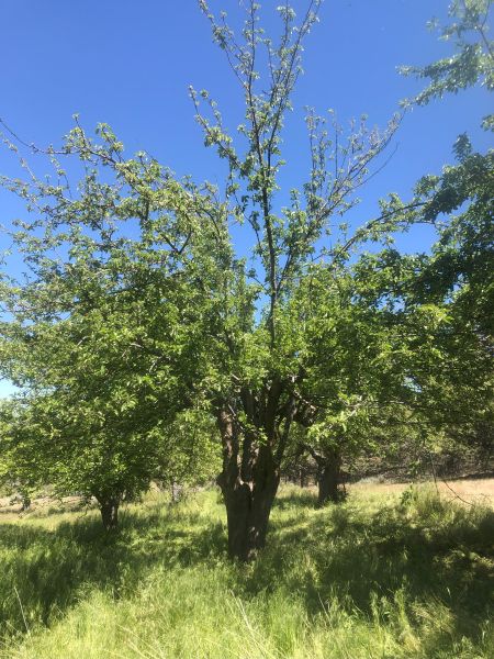 File:Tree McCoin Lower 77.jpg