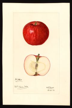 USDA Pomological Watercolor by Arnold, Mary Daisy (South Haven, Van Buren, Michigan)
