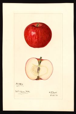 POM00000592 by Arnold, Mary Daisy, South Haven