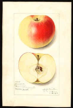 USDA Pomological Watercolor of Winter Banana