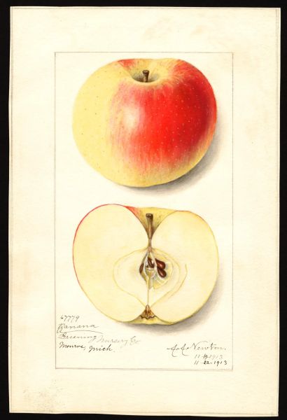 File:USDA Pomological Winter Banana POM00001021.jpg