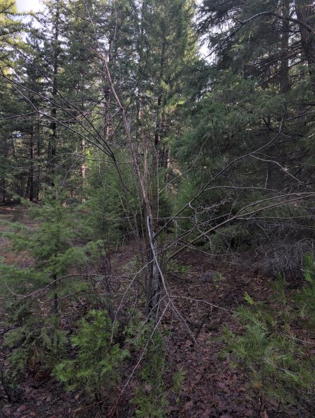 File:Smith Homestead-Metolius 1.jpg