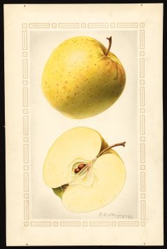 USDA Pomological Watercolor of Golden Delicious