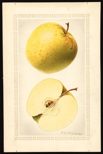 File:USDA Pomological Golden Delicious POM00002072.jpg
