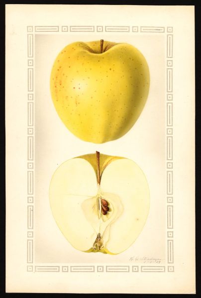 File:USDA Pomological Golden Delicious POM00002076.jpg