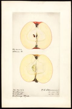 USDA Pomological Watercolor by Steadman, Royal Charles (Belding, Ionia, Michigan)
