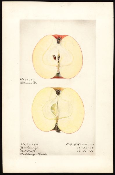 File:USDA Pomological Baldwin POM00001359.jpg