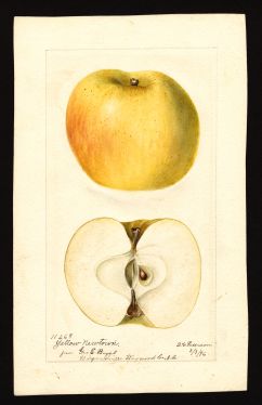 POM00000533 by Passmore, Deborah Griscom, Waynesville