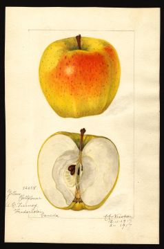 USDA Pomological Watercolor by Newton, Amanda Almira (Fredericton, Canada)