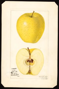 USDA Pomological Watercolor of Golden Delicious