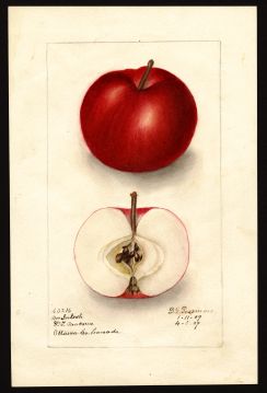 USDA Pomological Watercolor of McIntosh