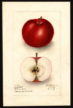 POM00002355 by Passmore, Deborah Griscom, Ottawa