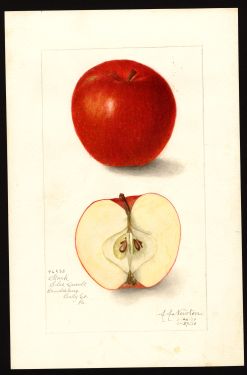 POM00003190 by Newton, Amanda Almira, Landisburg