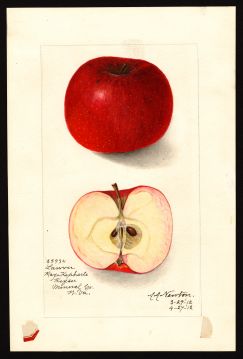 USDA Pomological Watercolor by Newton, Amanda Almira (Keyser, Mineral, West Virginia)