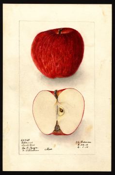 USDA Pomological Watercolor of Red Delicious