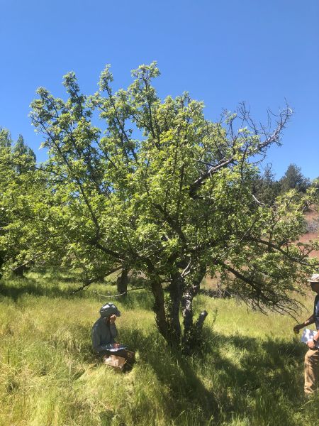 File:Tree McCoin Lower 86.jpg