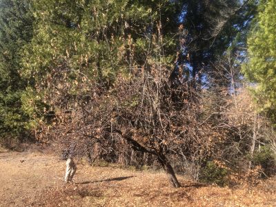 Heritage apple tree #1 at the El Rancho Homestead Site (Hubbard Ranch), Lower Metolius, 2019.