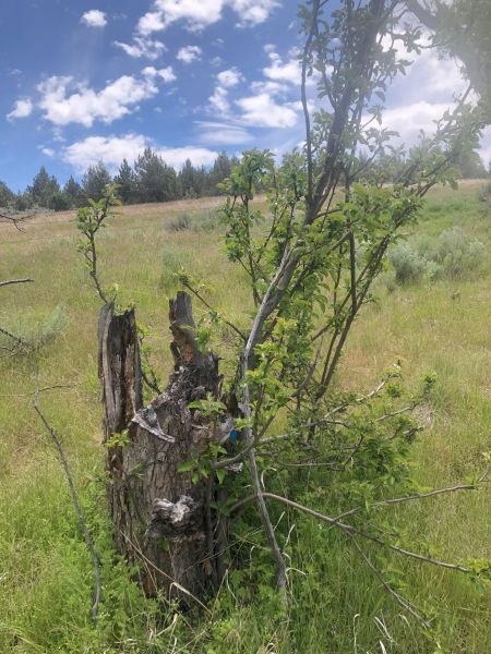 File:Tree McCoin Upper 67.jpg