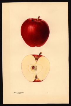 USDA Pomological Watercolor of Red Delicious