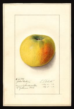 POM00000991 by Schutt, Ellen Isham, Yakima