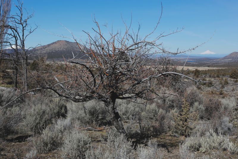 File:Tree Cyrus 25.JPG