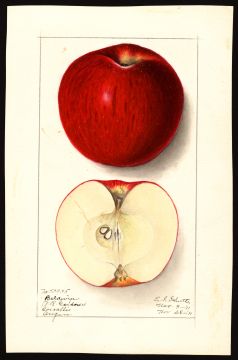 USDA Pomological Watercolor by Schutt, Ellen Isham (Corvallis, Benton, Oregon)