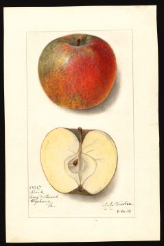 USDA Pomological Watercolor by Newton, Amanda Almira (Elysburg, Northumberland, Pennsylvania)