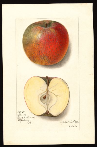 File:USDA Pomological Stark POM00003192.jpg