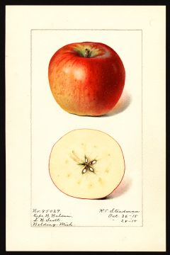 USDA Pomological Watercolor by Steadman, Royal Charles (Belding, Ionia, Michigan)